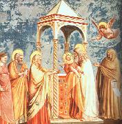 Giotto Scenes from the Life of the Virgin oil painting artist